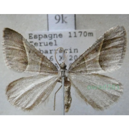 Petrophora convergata (de Villers, 1789) Spain9k